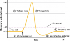 13.4 The Action Potential – Fundamentals of Anatomy and Physiology