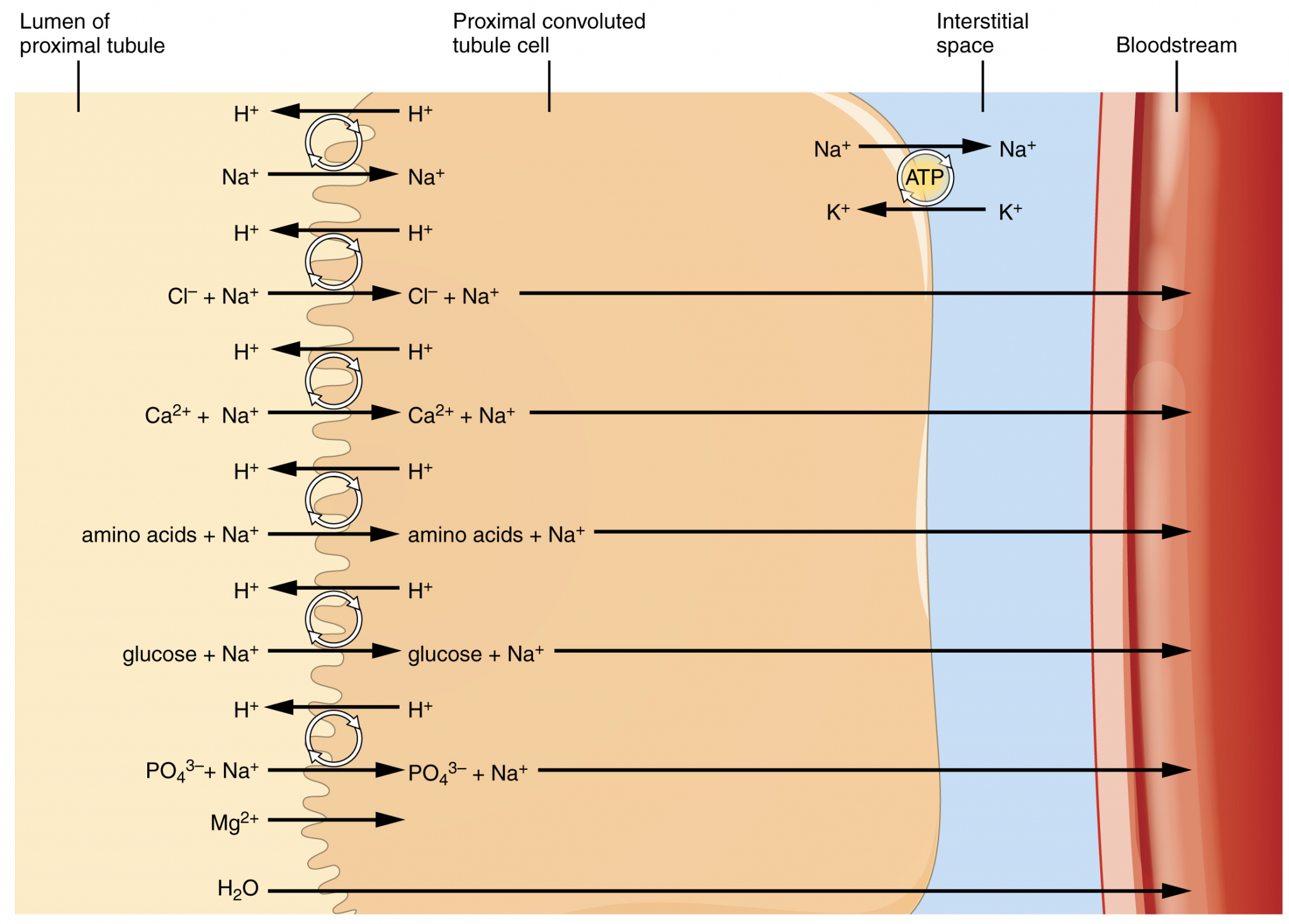 17-6-tubular-reabsorption-fundamentals-of-anatomy-and-physiology