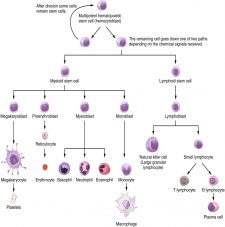 7.1 Anatomy of the Lymphatic and Immune Systems – Fundamentals of ...