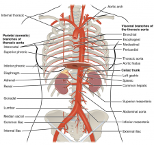 6.10 Circulatory Pathways – Fundamentals Of Anatomy And Physiology