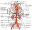 6.10 Circulatory Pathways – Fundamentals of Anatomy and Physiology