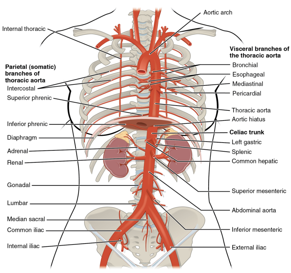 Arteries of the thoracic and abdominal regions.
