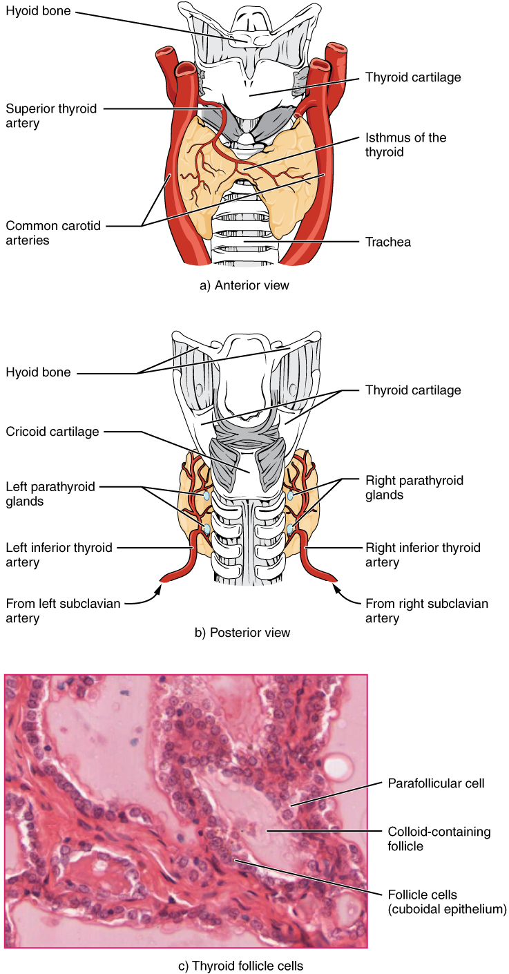 14.4 The Thyroid Gland Fundamentals of Anatomy and Physiology