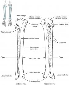 11.4 Bones of the Lower Limb – Fundamentals of Anatomy and Physiology