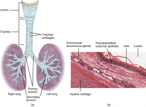 8.1 Organs and Structures of the Respiratory System – Fundamentals of ...