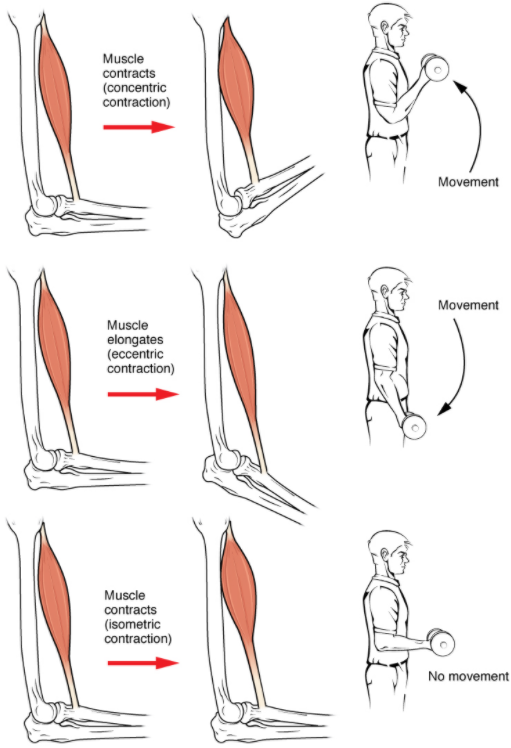Types of muscle contractions - concentric, eccentic and isometric