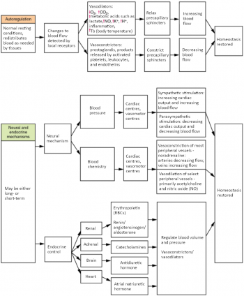 6.9 Homeostatic Regulation of the Vascular System – Fundamentals of ...