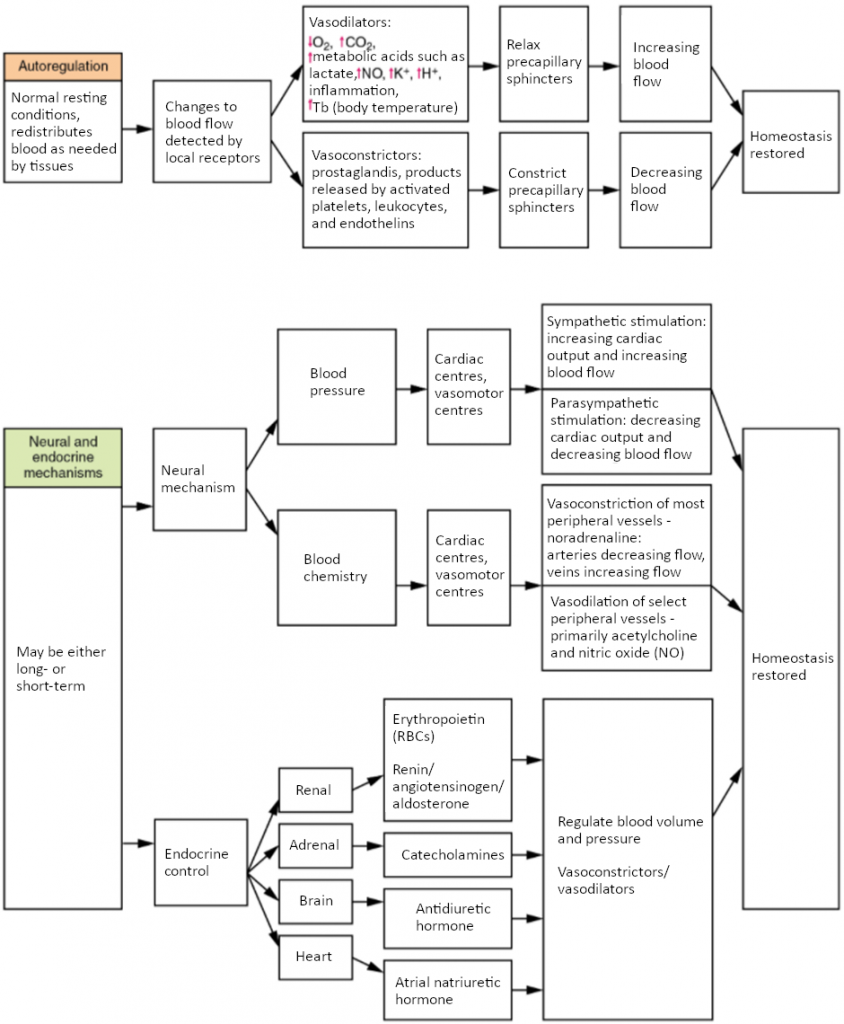 Flowchart Summary of factors maintaining vascular homeostasis. Adequate blood flow, blood pressure, distribution, and perfusion involve autoregulatory, neural, and endocrine mechanisms.