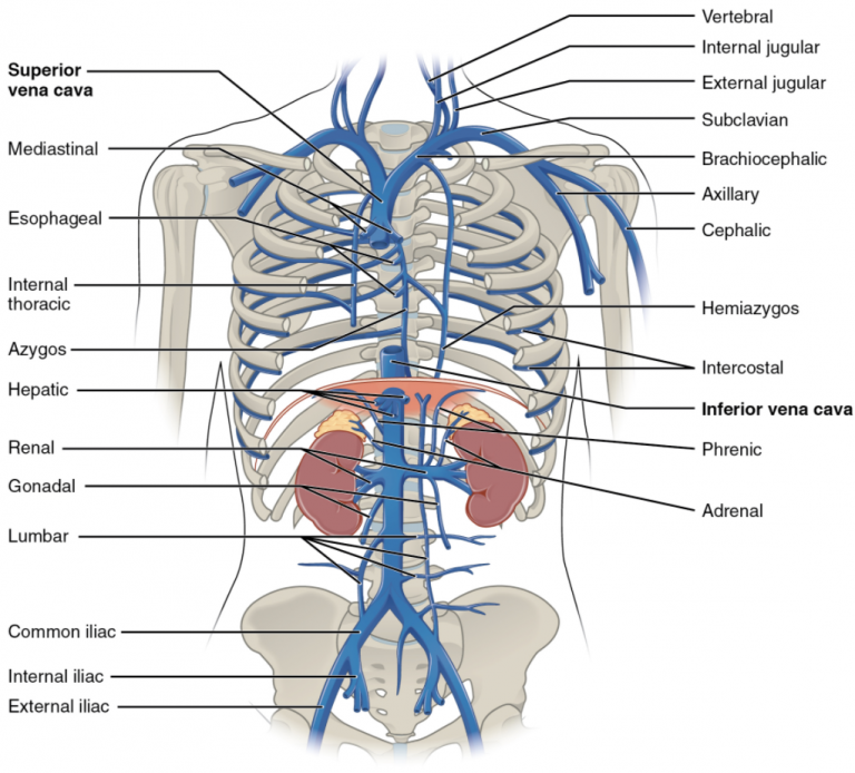 6.10 Circulatory Pathways – Fundamentals of Anatomy and Physiology