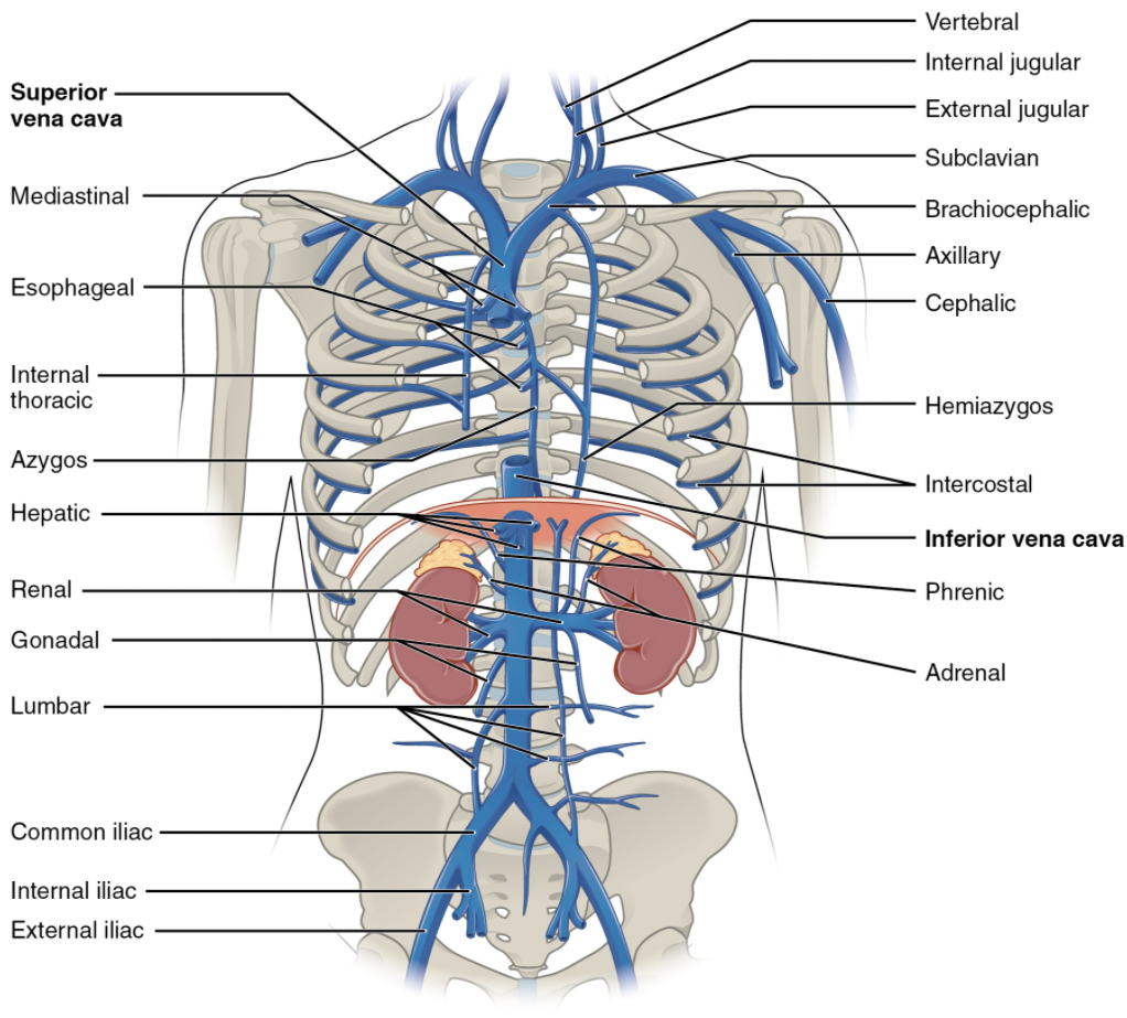 Veins of the thoracic and abdominal regions.