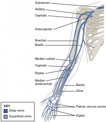 6.10 Circulatory Pathways – Fundamentals of Anatomy and Physiology