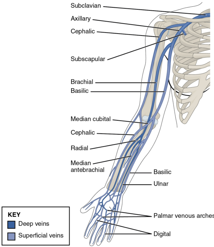 This anterior view shows the veins that drain the upper limb.