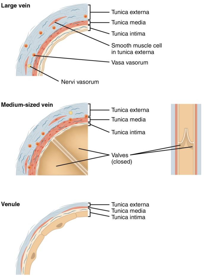 Diagram of veins and venules
