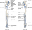 6.10 Circulatory Pathways – Fundamentals Of Anatomy And Physiology