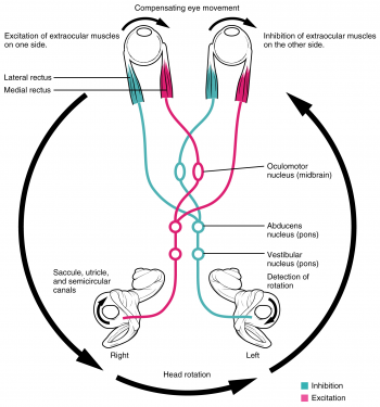 13.11 Central Processing – Fundamentals of Anatomy and Physiology