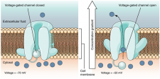 13.4 The Action Potential – Fundamentals of Anatomy and Physiology