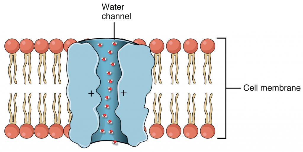 Aquaporin water channel