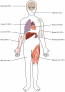 17.11 Body Fluids and Fluid Compartments – Fundamentals of Anatomy and ...