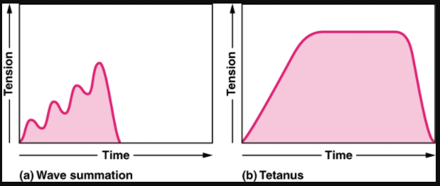 Wave summation and tetanus