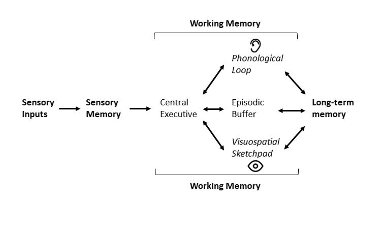 Diagram that links sensory inputs, sensory memory and working memory