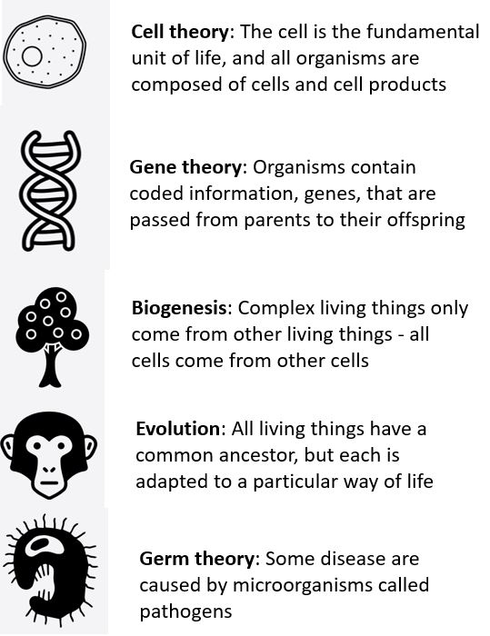 Picture of cell with the following words: Cell theory: The cell is the fundamental unit of life, and all organisms are composed of cells and cell products; Picture of DNA strands iwth following words: Gene theory: Organisms contain coded information, genes, that are passed from parents to their offspring;