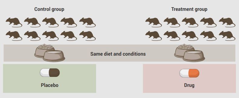 Cartoon experiment with mice, where mcie are split into control group and treatment group, have the same diet and conditions but one receives treatment and the other group receives a placebo