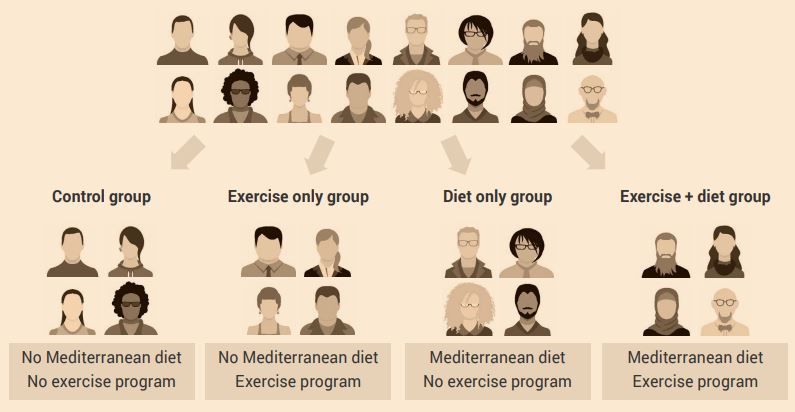 Diagram of experiemnt groups split by control gorup, exercise only, diet only and exercise and diet combined