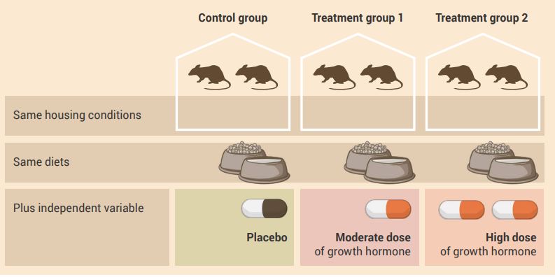 Diagram of mice split into controlled group, treatment group 1 (placebo) and treatment group 2 (moderate dose) and group 3, which is a high dose