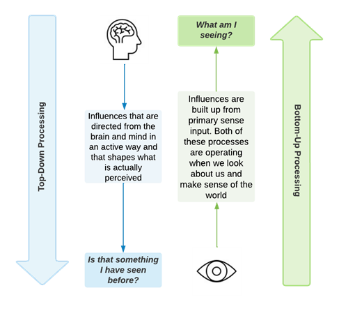 Diagram of top down and bottom up processing. Top down influences are directed from the brain in an active way and shapes what is perceived. Whereas what we see from sight are influences built up from primary sense input. Both of these processes help us make sense of the world.