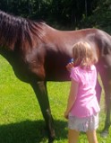 Child grooming horse