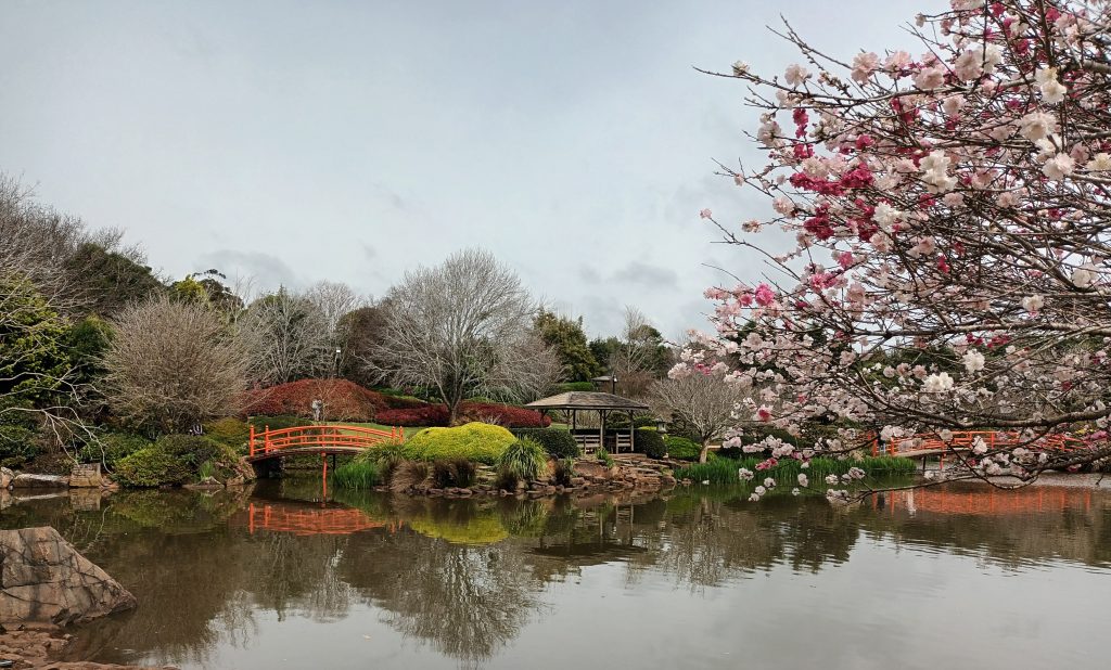 UniSQ Toowoomba campus Japanese Gardens with pink blossoming tree next to lake with red bridge in distance.