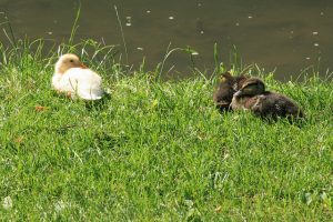 A yellow duckling next to brown ducklings