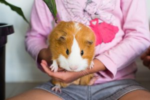 Child holding a guinea pig