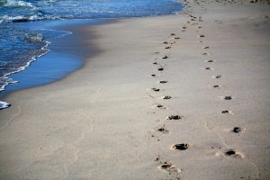 A decorative image of a trail of footprints across a sandy beach.