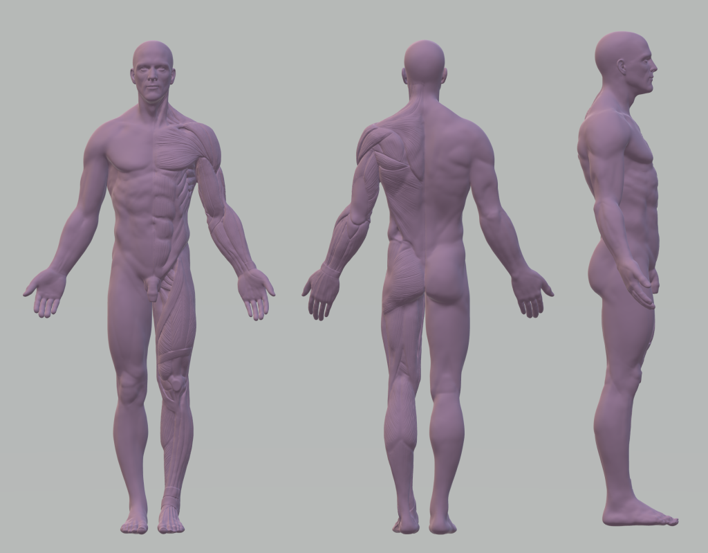 Model of human body standing face forwards, backwards and to the side