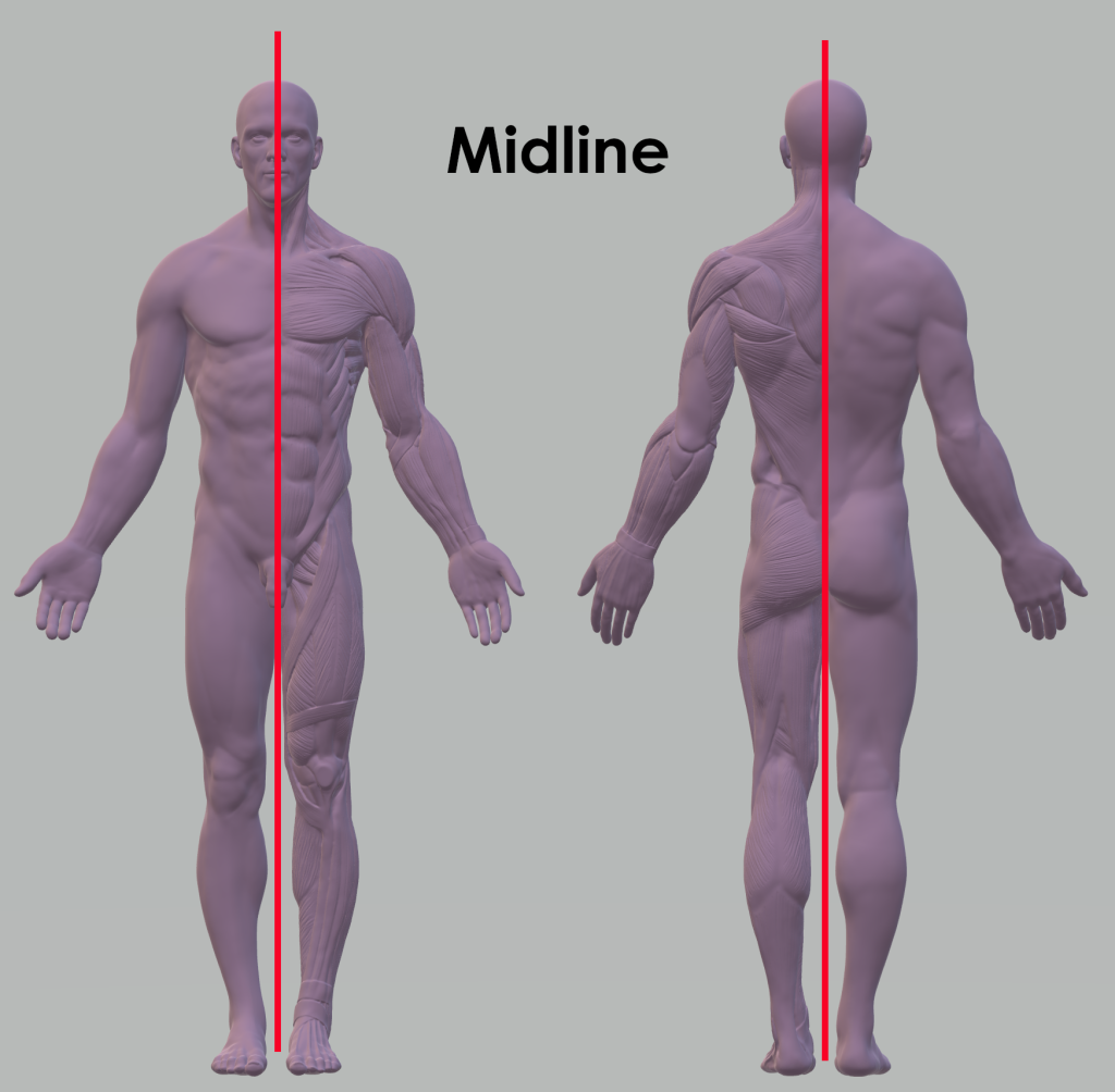 Diagram representing midline - vertical line though half human body