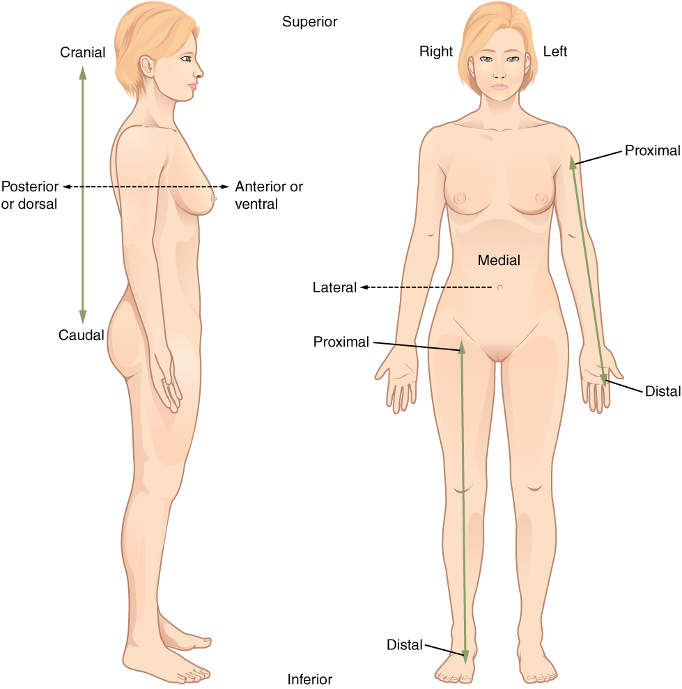 Diagram of human standing face forwad and to the side with labels: medial, lateral, proximal, cranial, caudal, posterior, anterior