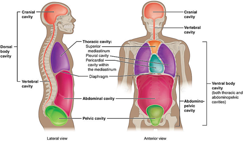 Diagram of dorsal and ventral body cavities with labels.