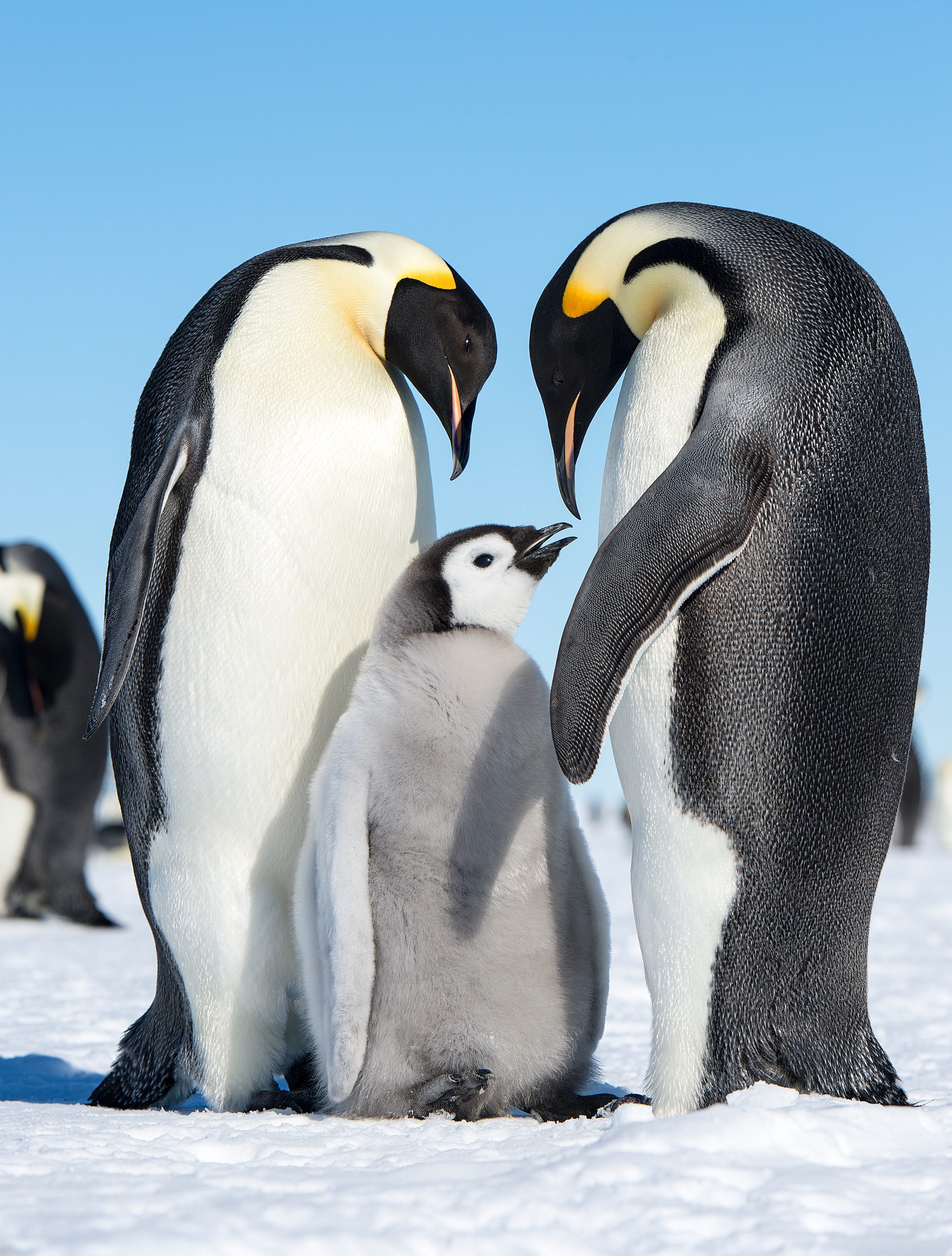 Two Emperor Penguins standing next to baby penguin