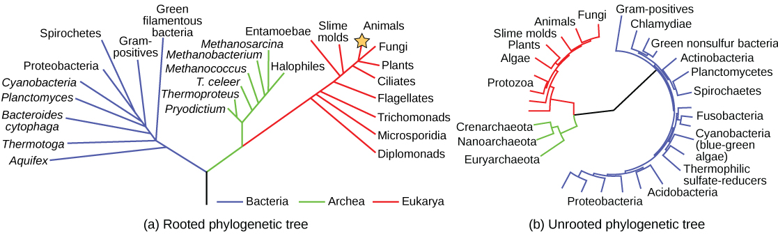 Two daigrams - one of a rooted phylogenetic tree and one of an unrooted phylogenetic tree
