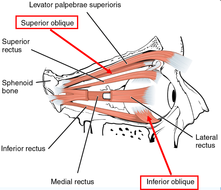 Lateral view of the right eye. Two terms are highlighted - the superior oblique and inferior oblique