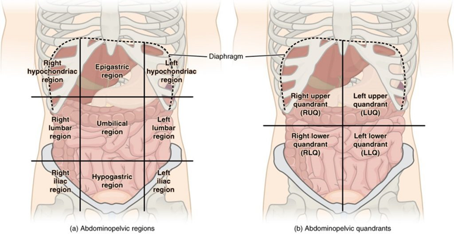 Regions and quadrants of the peritoneal cavity. First diagram shows regions - lumbar region, umbilical region, ilac region, hypogastric region,, whereas the second diagram shows the quandrants - upper right, upper left, lower rght and lowre left.