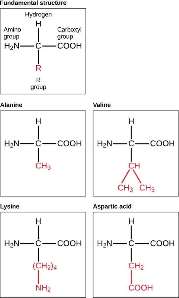 Diagram of bonds of fundamental structure, alanine, valine, lysin e and aspartic
