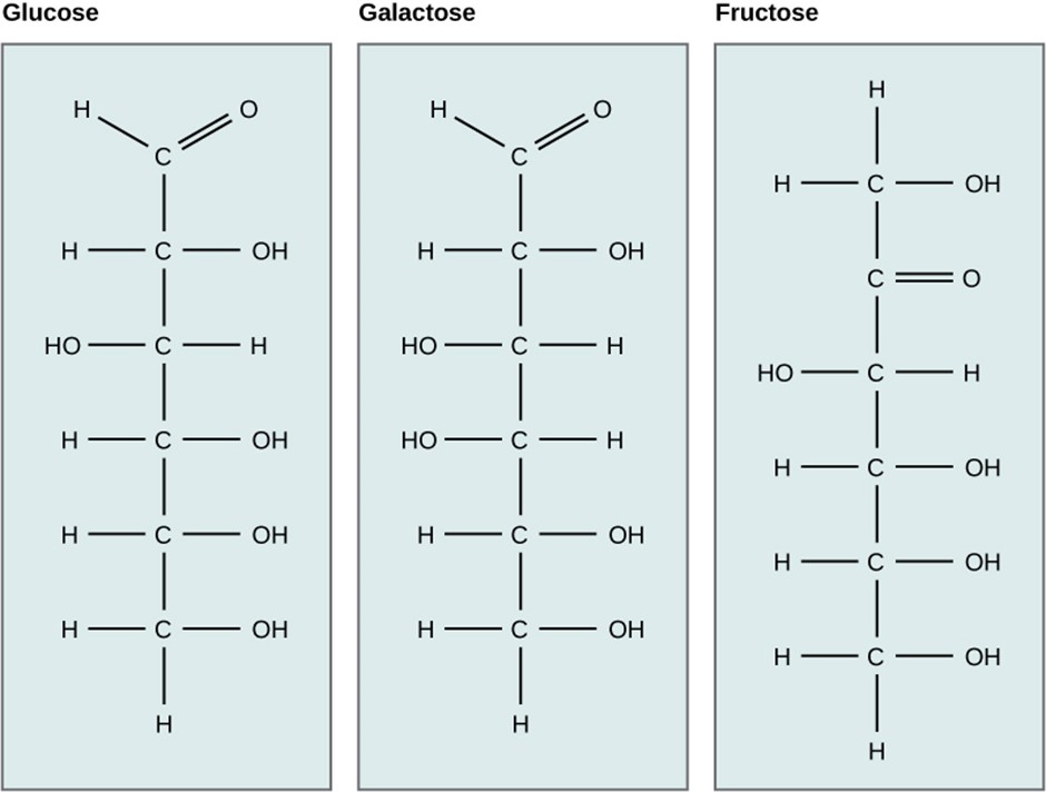 Diagram representing bonds of glucose, galactose and fructose