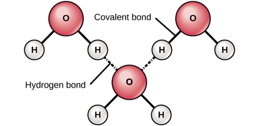 Diagram showing hydrogen bonds and polar covalent molecules