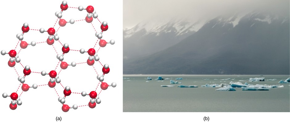 The lattice structure of ice makes it less dense than the freely flowing molecules of liquid water. Ice’s lower density enables it to (b) float on water.