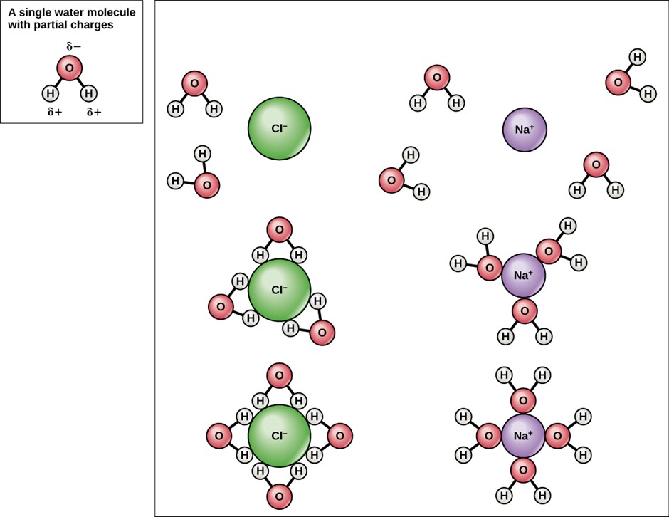 Diagram showing when able salt (NaCl) is mixed in water, spheres of hydration form around the ions.