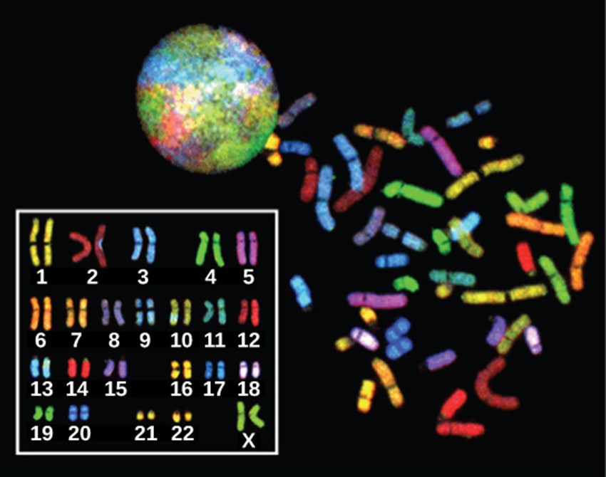 Diagram of chromsomes