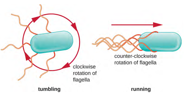 Bacteria achieve directional movement by changing the rotation of their flagella. In a cell with peritrichous flagella, the flagella bundle when they rotate in a counter clockwise (CCW) direction, resulting in a run. However, when the flagella rotate in a clockwise (CW) direction, the flagella are no longer bundled, resulting in tumbles.