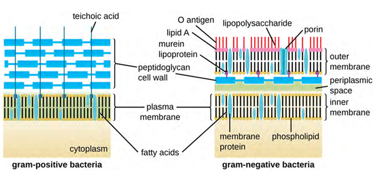 Diagram of bacteria containing two common cell wall structural types
